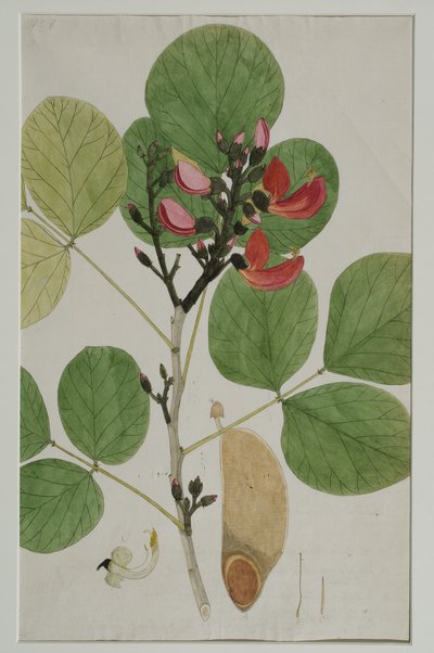 Butea monosperma (Lam.), also called Flame of the Forest, 1787 by Indian School